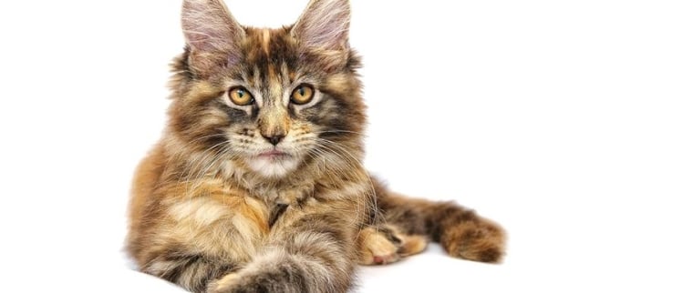 Chat Maine coon